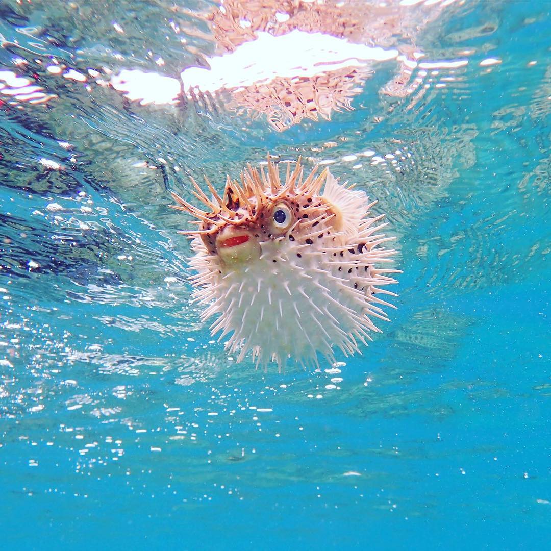 ピナクルお問合せ