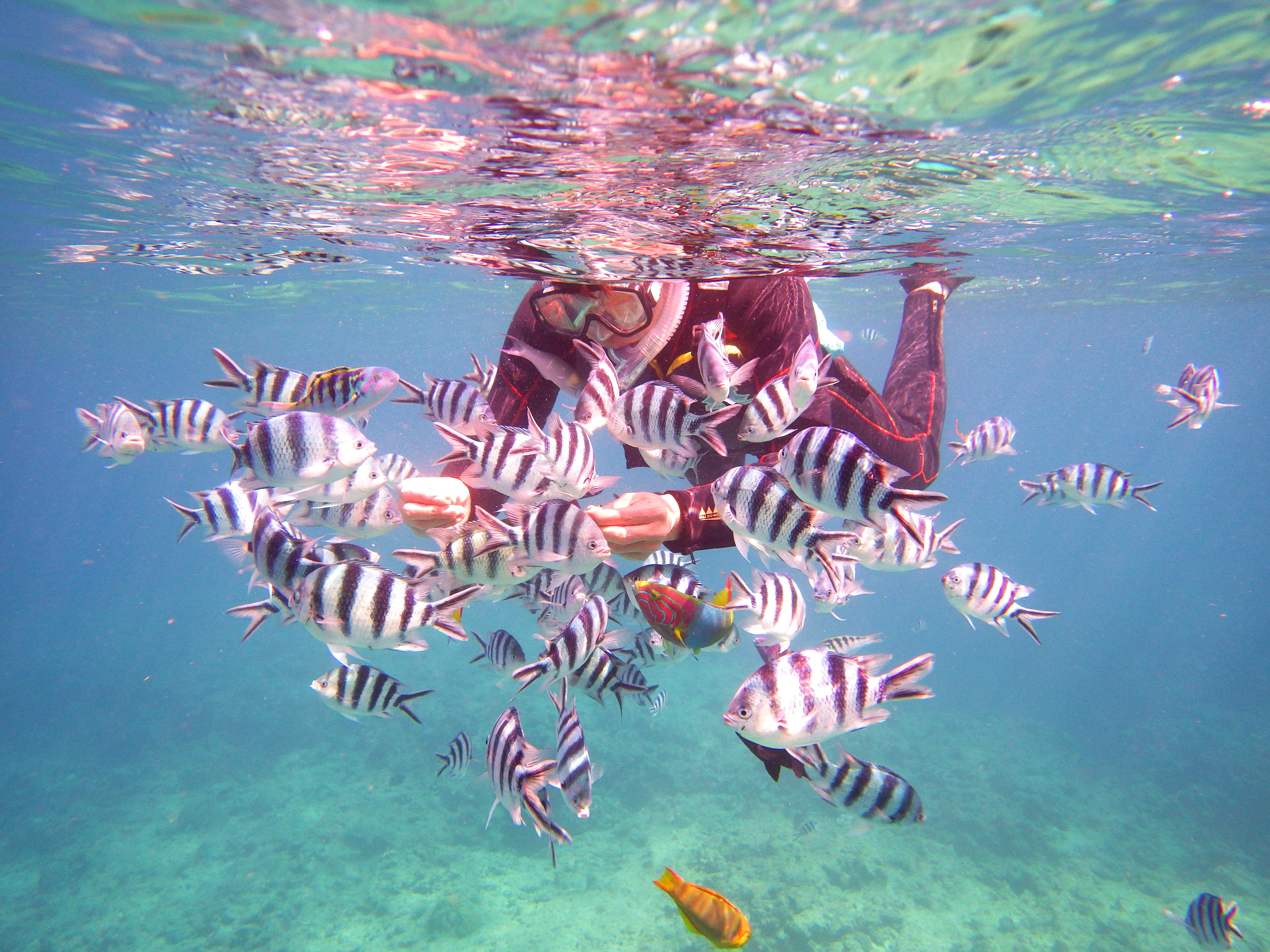 ボートシュノーケリング