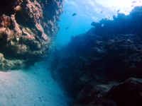 ブセナテラス前の海には奇麗なサンゴ礁